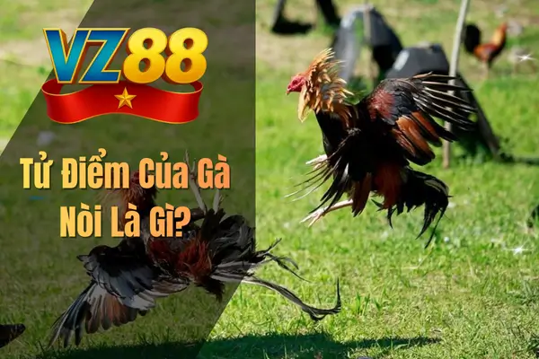 Tử Điểm Của Gà Nòi Là Gì?
