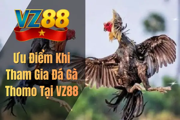 Ưu Điểm Khi Tham Gia Đá Gà Thomo Tại VZ88